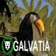 Galvatia